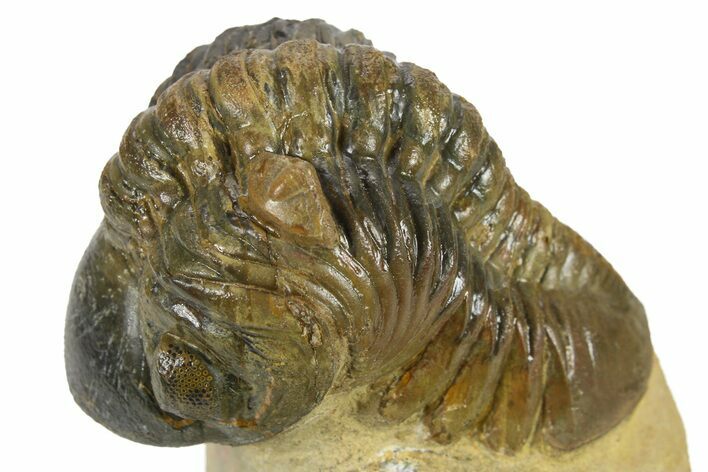 Detailed Reedops Trilobite - Atchana, Morocco #271912